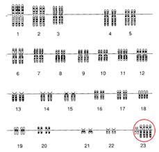 Students compare terms such as diploid and haploid, mitosis and meiosis. Untitled Document