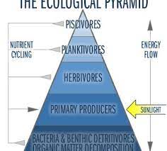 Water On The Web Understanding Lake Ecology The Food Web Aquatic Ecosystem Ecology Ecological Pyramid