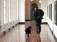 A companion dog, sunny, joined the family in august 2013. Bo Dog Wikipedia
