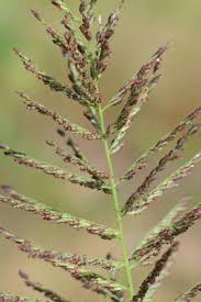 Image result for Dinebra