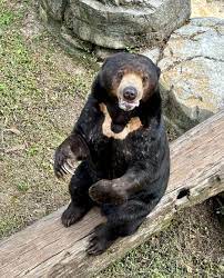 sunbear2