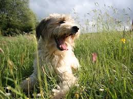Banfield pet hospital offers affordable care and wellness plans for your dog or cat with veterinarians near you for the love, health and happiness of your pet. Top Rated Local Veterinarians Noah S Ark Animal Hospital