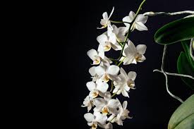 Lovepik > black background images 280000+ results. 545701 Beautiful Beautiful Flowers Beauty Black Black Background Free Wallpaper Hd Wallpaper Najib Nature Nature Photography Shadow White Flower White Flowers Wallpaper Mocah Hd Wallpapers