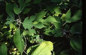 Image result for Broussonetia papyrifera