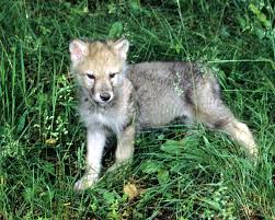 Image result for wolf cub