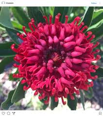 Wedding flowers by season in australia. Waratah Facts Interflora