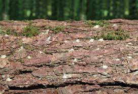 130+ Boring Log Stock Photos, Pictures & Royalty-Free Images