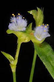 Image result for Cyanotis