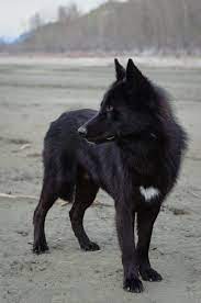 The Ancd Wolf Dog Companion Dog Dogs