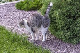 Kater möchten die nachbarskatze auf sich aufmerksam machen und signalisieren ihr: Katzen In Der Pubertat Wenn Stubentiger Erwachsen Werden Zooplus