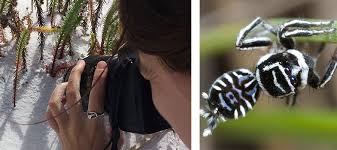 One peculiar trait of this species are the long spinnerets (at there are a lot of peacock spider species, make a custom order for your favourite one! Madeline Girard On Discovering Sparklemuffin And Skeletorus Our Environment At Berkeley