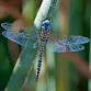 Dragonfly Grief Support Group for Adults event image