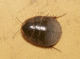 Image result for Fadogia arenicola