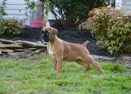 If you are looking to adopt or buy a boxer take a look here! Euro Boxx Boxers Produces Quality European Boxer Puppies For Show Work Or Play Our Boxers Are Of Select European American Bloodlines All Boxer Parents Are Health Tested Puppies Are Akc Registered