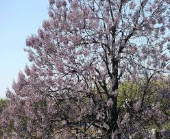 Planting purple flowers in your garden can add rich thematic colors. Photos No Mystery Here Unfamiliar Plants And Flowers Are Identified By Experts In The Field