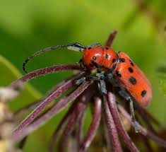 Possible infections or even parasites? What Are These Black Spotted Red Insects On The Milkweed Plants Natural Crooks Ramblings