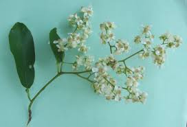Image result for Tetracera alnifolia