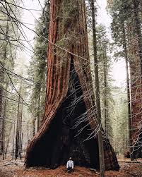 Most relevant best selling latest uploads. Tentree The Heart Tree In Sequoia National Park California Pc Tumenator Ten Trees Are Planted Fo Sequoia National Park National Parks Around The Worlds