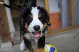 Books with pets in the title. 5 Reasons Not To Adopt A Dog
