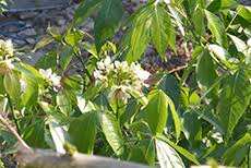 Image result for Crateva