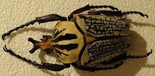 Image result for Culcasia orientalis