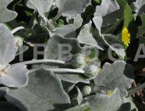 Image result for Arctotheca populifolia