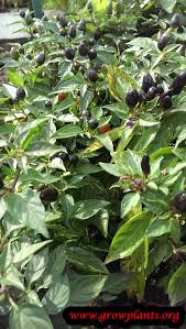 Image result for Capsicum frutescens