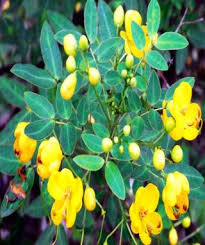 Image result for Cassia thyrsoidea