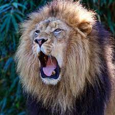 8 902 Curtidas 82 Comentarios Gregory Piper Gregpiperarts No Instagram Roaring Into A New Week Who Has The Loudest Roar The Lion Or The Tiger Lions