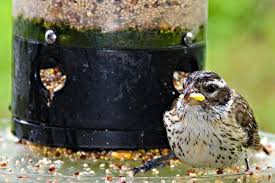 There are many choices of feeders available online or cardinals do perch so providing the no/no bird feeder by perky pet provides a covering for the metal mesh, securing it during the rainy and snowy seasons. Keeping Birdseed Dry In The Rain