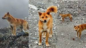 Mimpi anjing bisa menandakan kebaikan dan keburukan. Arti Mimpi Memberi Makan Anjing Pertanda Mendapat Keberhasilan Kekayaan Ini Menurut Primbon Jawa Tribun Manado
