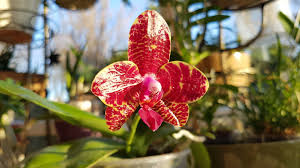 Phal Miro Mosla Orchids Plants Strawberry