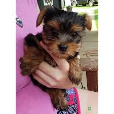 Pup chihuahua dogs teddy vest milk puppies clothes teacup warm coat xxs xs. Akc Male Yorkie Puppies For Sale In Akron Ohio Puppies For Sale Near Me