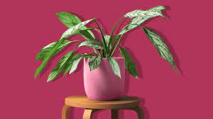 Indoor plant low light non toxic. 25 Indoor Plants That Thrive In Low Light