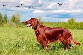 The irish setter is considered a bird dog, used for finding, pointing, and retrieving birds. Irish Setter Puppies For Sale From Reputable Dog Breeders