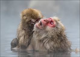 Snow Monkies Wildlife And Landscape Art Перевод слова monkeys, американское и британское произношение, транскрипция, словосочетания, примеры использования. snow monkies wildlife and landscape art