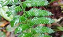 Image result for Cyathea capensis