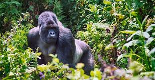 Image result for pics of africa