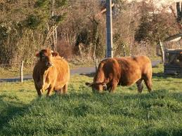 Limousin Cattle Near Our House Vacas Animales