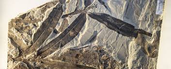 Image result for Oreophyton