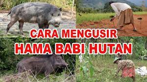 Babi hutan mengeluarkan suara geraman saat. Cara Mengusir Hama Babi Hutan Youtube