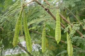 Khasiat petai belalang tanya yg pakar. Ulam Ulaman Petai Belalang Dan Khasiatnya Pokok Facebook