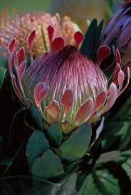Pin On Protea
