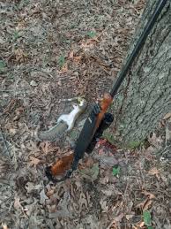 Image result for Brown Squirrel 2014 Peugeot