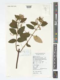 Image result for Centemopsis filiformis