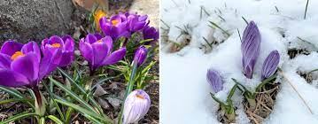 Can i plant my garden now. Spring Is Early Can I Plant My Garden Now Gardening In Michigan