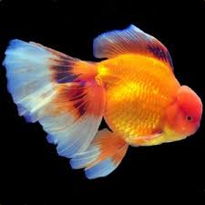 raising goldfish fry into high quality adults