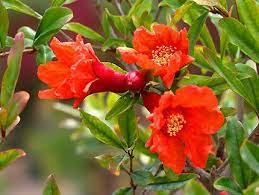 We did not find results for: The Blooms Are Spectacular Bright Orange During The Spring Season Plants Fruit Trees Beautiful Flowers