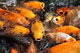 Halam ini menjual ikan koi Peluang Usaha Menjanjikan Ini Tips Budidaya Ikan Koi Ala Himakua Unair Halaman All Kompas Com
