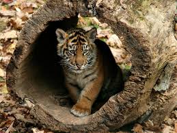If you're looking for the best white tiger wallpaper hd then wallpapertag is the place to be. Tiger Cubs Wallpapers Wallpaper Cave